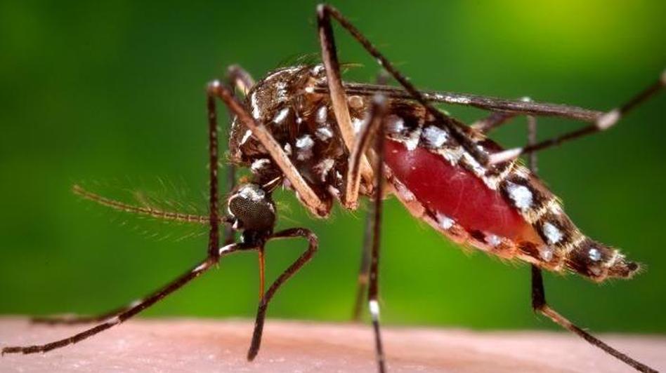  Garça registra dois casos de dengue no Parque Real 
