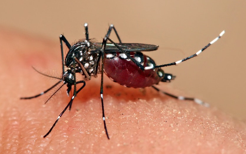 Dengue: cuidados com mosquito devem continuar no Outono