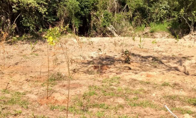 SAMA realizou plantio de 150 mudas para reflorestar área do Itiratupã