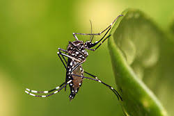 Dengue: setor de Saúde garcense faz alerta para toda a população