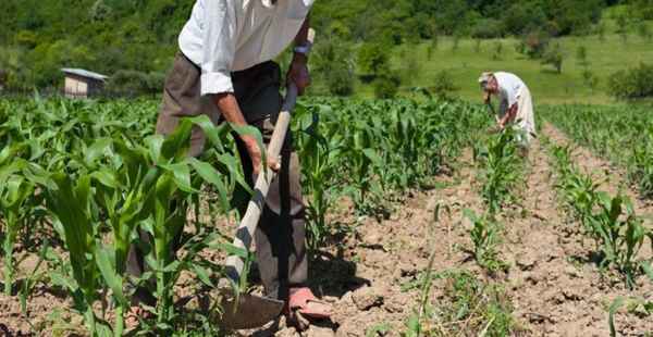 Governo do Estado de SP altera ICMS para incentivar agroindústria