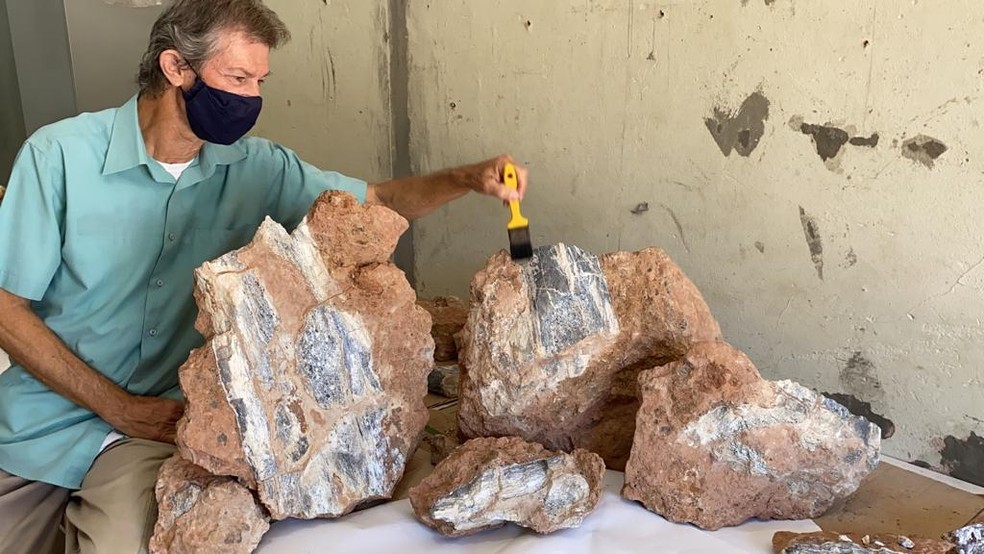 Novos fósseis de dinossauro são encontrados às margens de rodovia em Marília