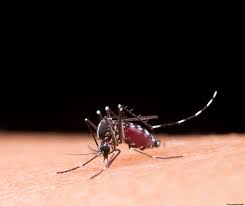 Bauru registra pela primeira vez casos de chikungunya desde 2019