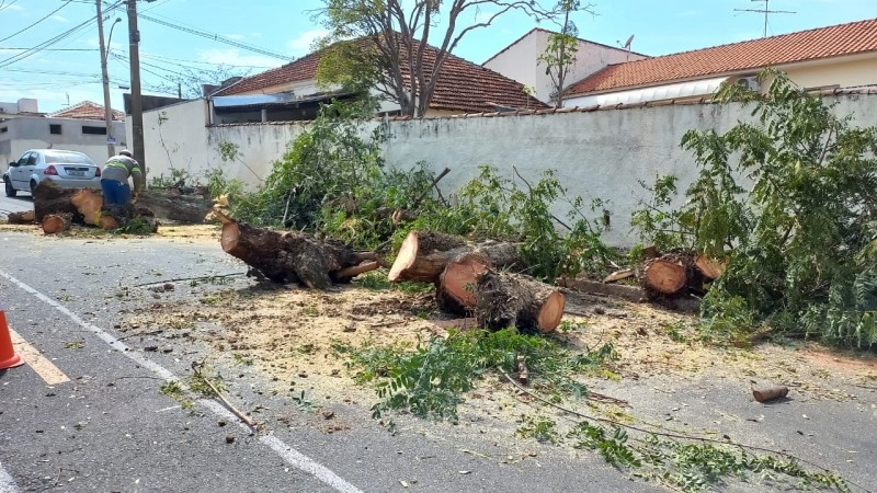 Secretaria substitui árvores que causam problema para a rede elétrica em Garça
