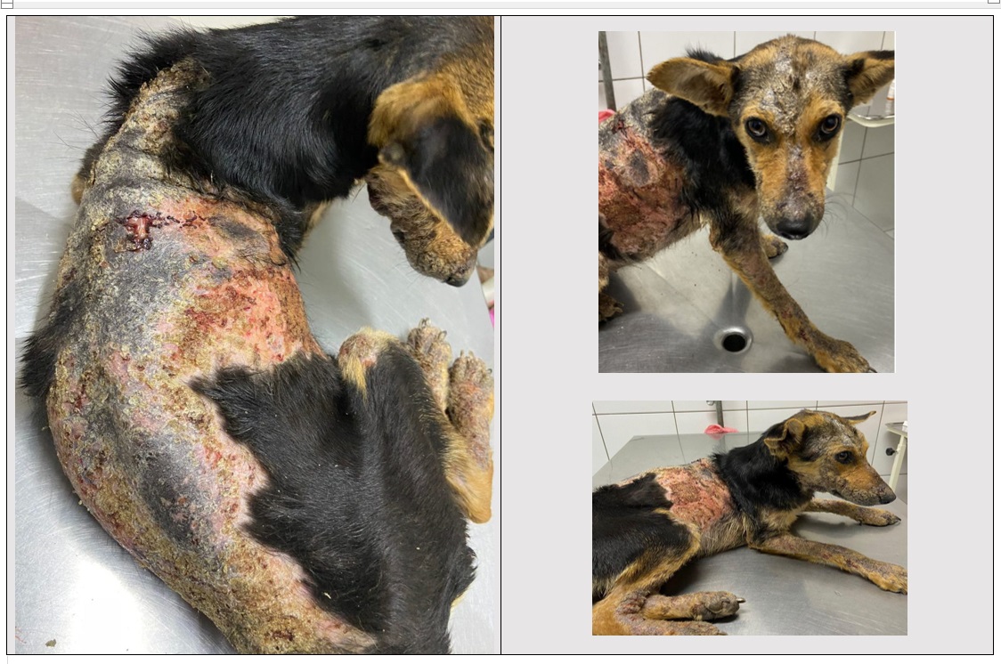 ONG Spaddes e Polícia Civil resgatam cachorrinha vítima de maus-tratos em Garça 