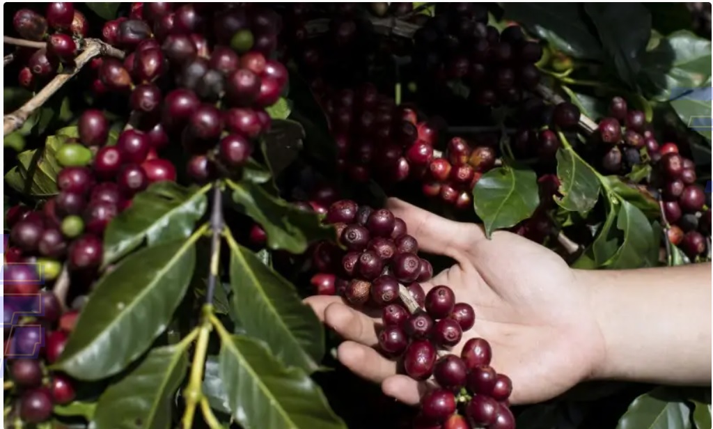 Produtores de Indicações Geográficas debatem alternativas para aumentar a produção de cafés com origem controlada