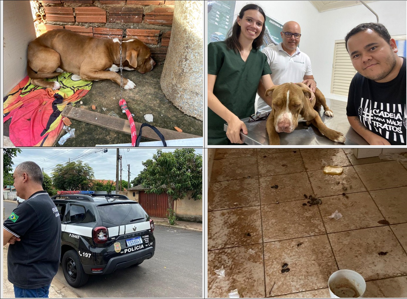 Maus tratos: pitbull é resgatado e garcense é preso em flagrante 