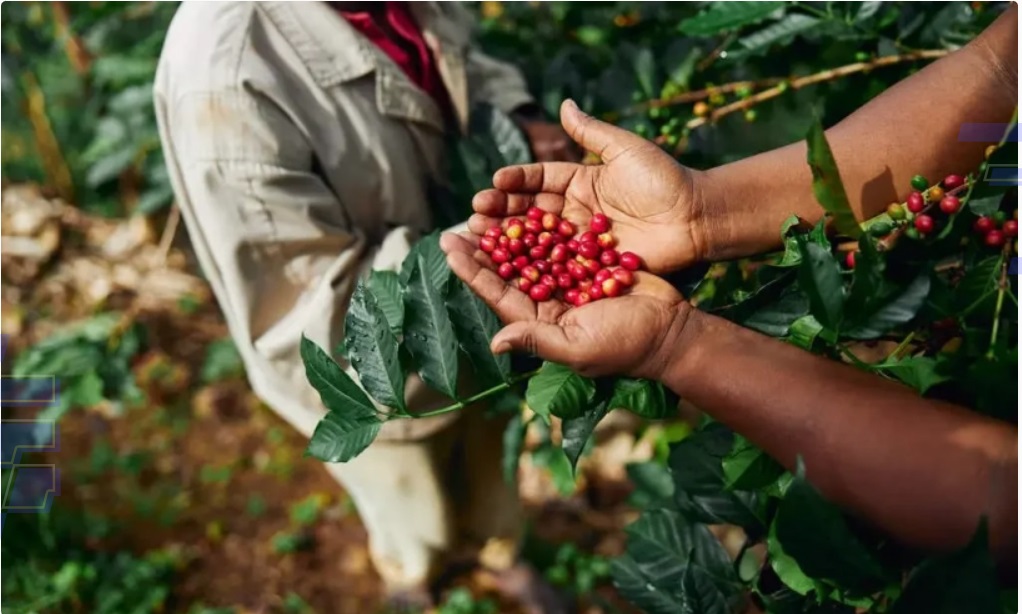 Cafeicultores brasileiros aliam sustentabilidade e alto valor agregado para se destacarem em mercado competitivo