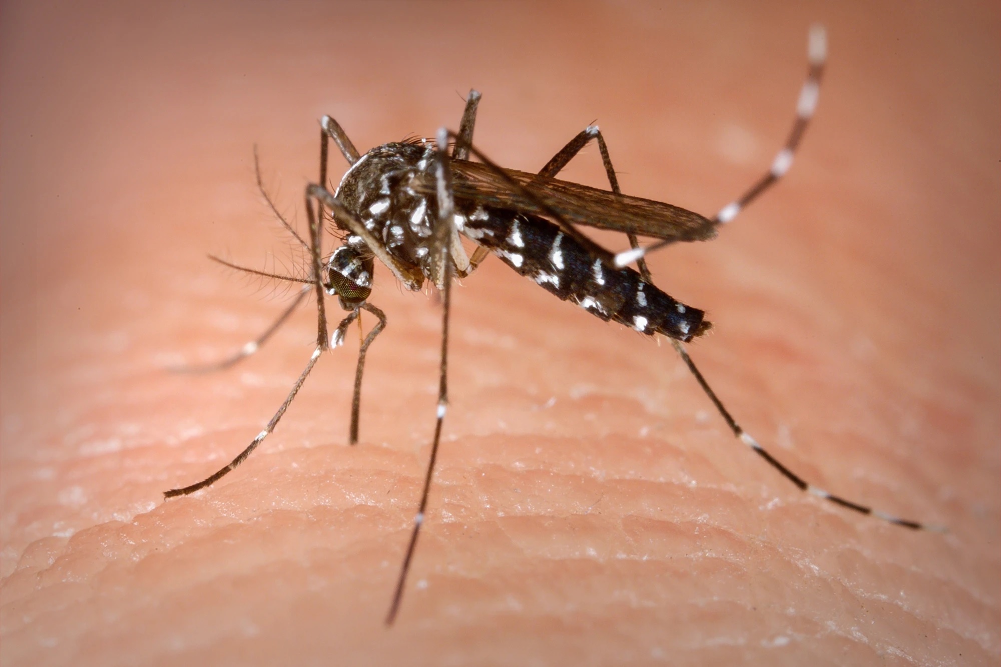 Garça soma 1.821 casos de dengue neste ano
