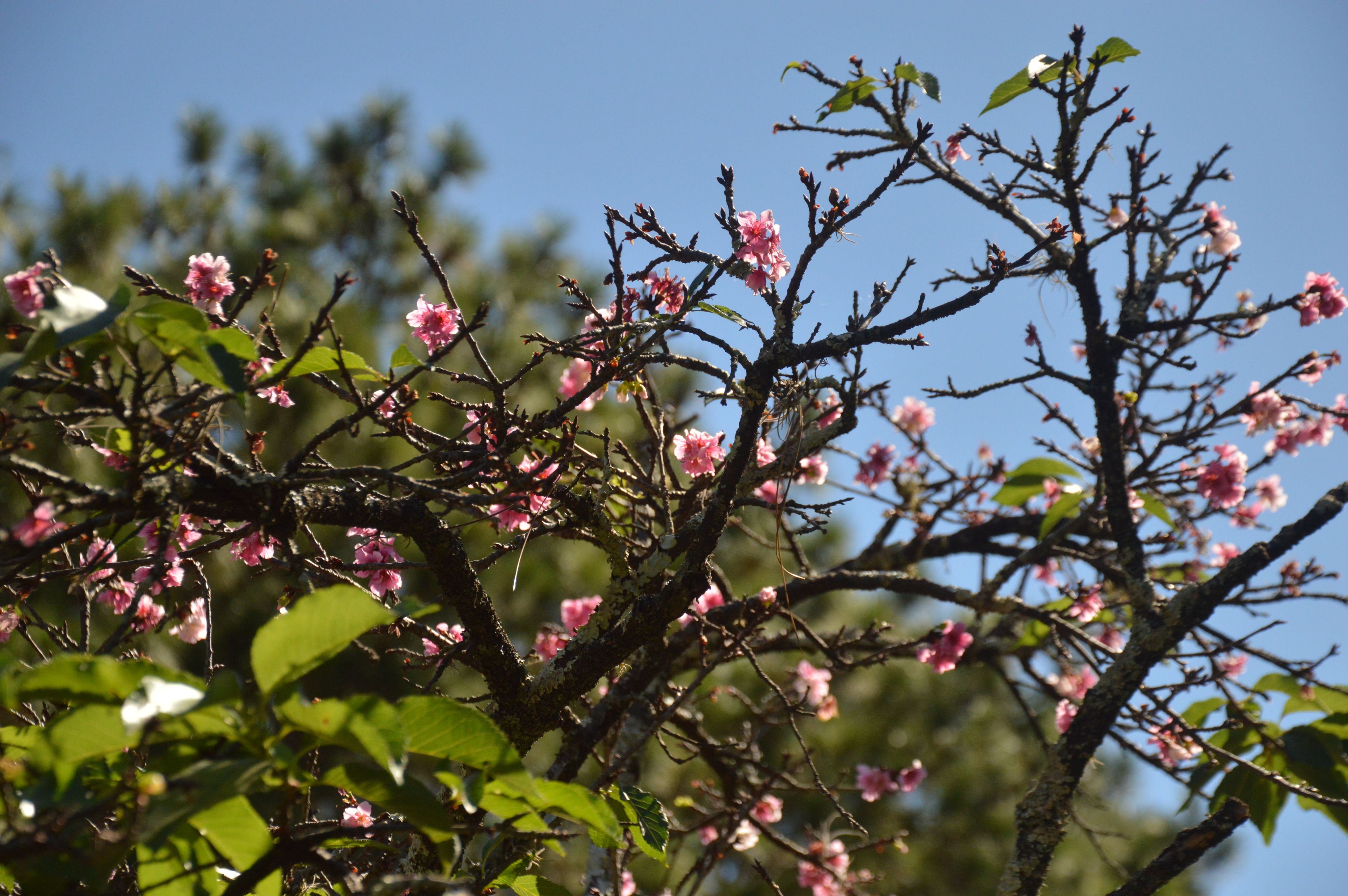 Cerejeiras já dão um show cor de rosa no lago artificial