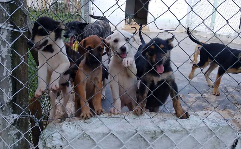 Prefeitura abre Chamamento Público para manejo de animais para ONGs