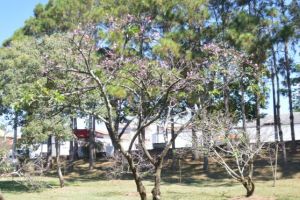 Cerejeiras já dão um show cor de rosa no lago artificial  