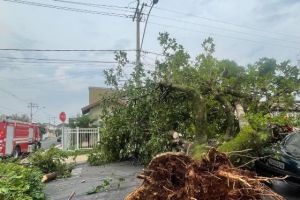 Temporal derrubou árvores e causou estragos em Garça e região 